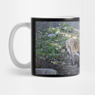 Shedding Red Fox Mug